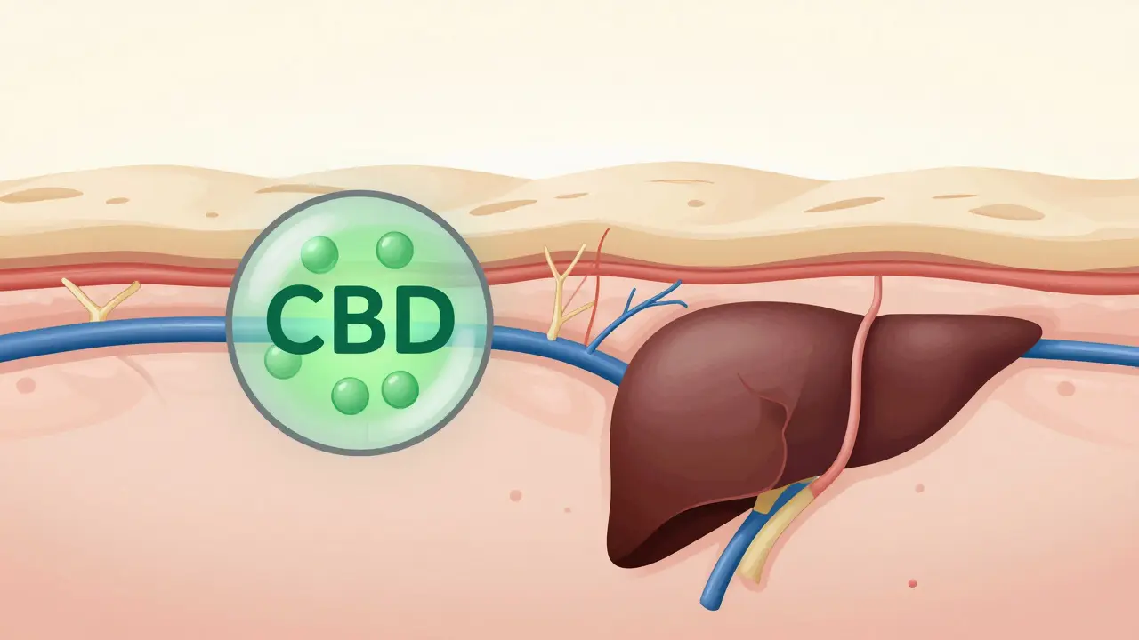 Zvětšený řez kůží ukazující, jak CBD působí pouze v dermis, aniž by vstoupilo do krevního oběhu.