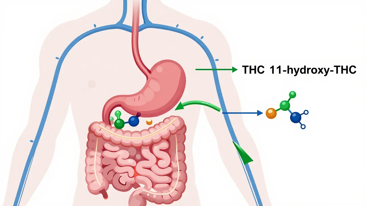 Schéma vstřebávání alkoholu a THC do krevního oběhu